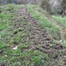 Cattle trail. Cambridge Tree Trust